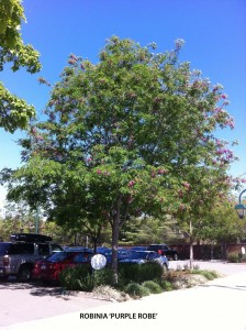 Robinia x ambigua 'Purple Robe'